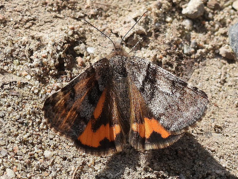 Geometridae: Archiearis ?